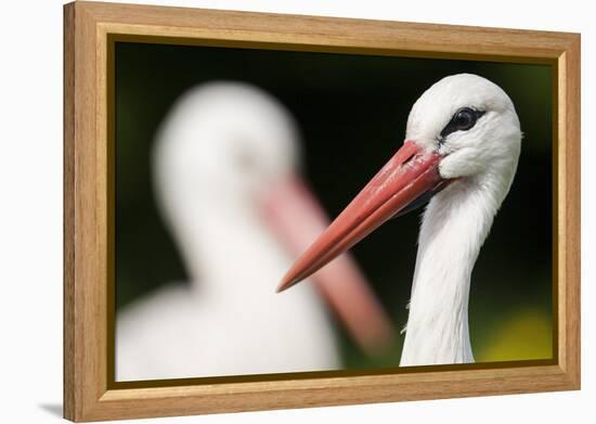 White Stork (Ciconia Ciconia) Adult Portrait, Captive, Vogelpark Marlow, Germany, May-Florian Möllers-Framed Premier Image Canvas