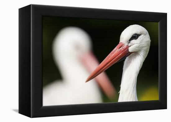 White Stork (Ciconia Ciconia) Adult Portrait, Captive, Vogelpark Marlow, Germany, May-Florian Möllers-Framed Premier Image Canvas