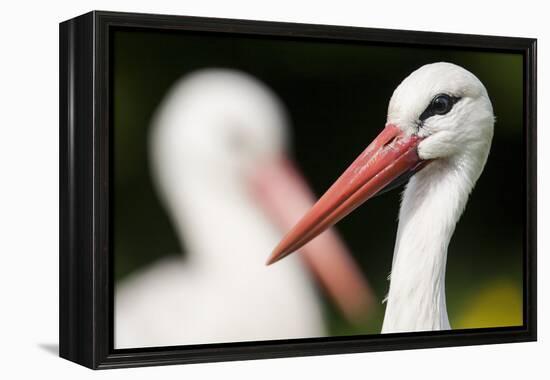 White Stork (Ciconia Ciconia) Adult Portrait, Captive, Vogelpark Marlow, Germany, May-Florian Möllers-Framed Premier Image Canvas