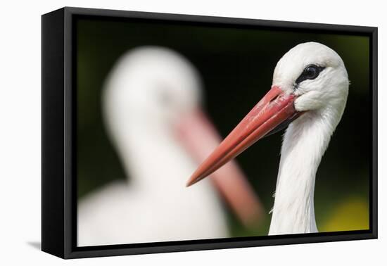 White Stork (Ciconia Ciconia) Adult Portrait, Captive, Vogelpark Marlow, Germany, May-Florian Möllers-Framed Premier Image Canvas