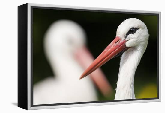 White Stork (Ciconia Ciconia) Adult Portrait, Captive, Vogelpark Marlow, Germany, May-Florian Möllers-Framed Premier Image Canvas