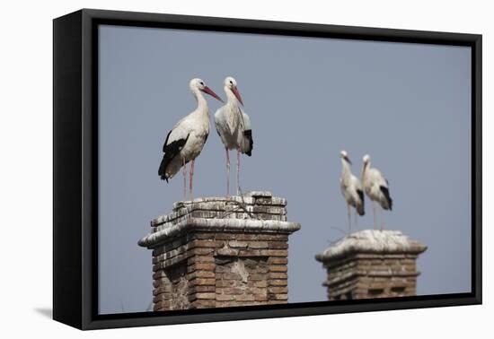 White Stork (Ciconia Ciconia) Breeding Pairs on Chimney Stacks, Spain-Jose Luis Gomez De Francisco-Framed Premier Image Canvas