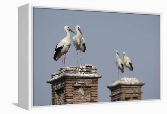 White Stork (Ciconia Ciconia) Breeding Pairs on Chimney Stacks, Spain-Jose Luis Gomez De Francisco-Framed Premier Image Canvas