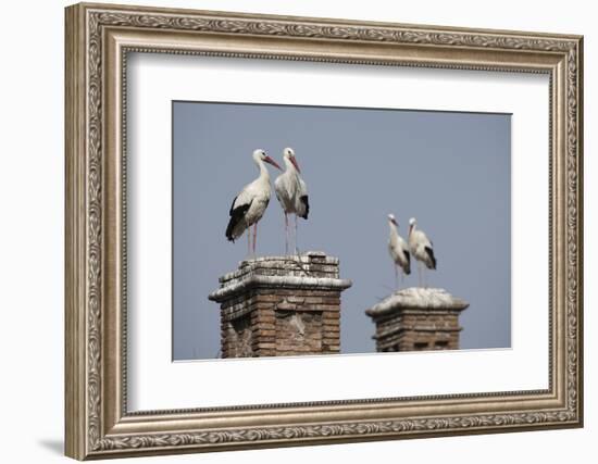 White Stork (Ciconia Ciconia) Breeding Pairs on Chimney Stacks, Spain-Jose Luis Gomez De Francisco-Framed Photographic Print