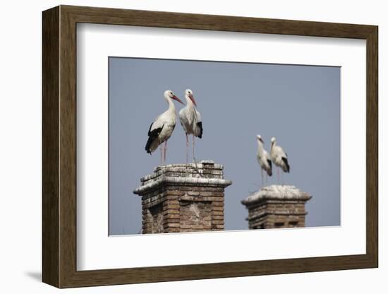 White Stork (Ciconia Ciconia) Breeding Pairs on Chimney Stacks, Spain-Jose Luis Gomez De Francisco-Framed Photographic Print