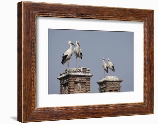 White Stork (Ciconia Ciconia) Breeding Pairs on Chimney Stacks, Spain-Jose Luis Gomez De Francisco-Framed Photographic Print