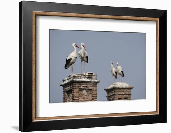 White Stork (Ciconia Ciconia) Breeding Pairs on Chimney Stacks, Spain-Jose Luis Gomez De Francisco-Framed Photographic Print