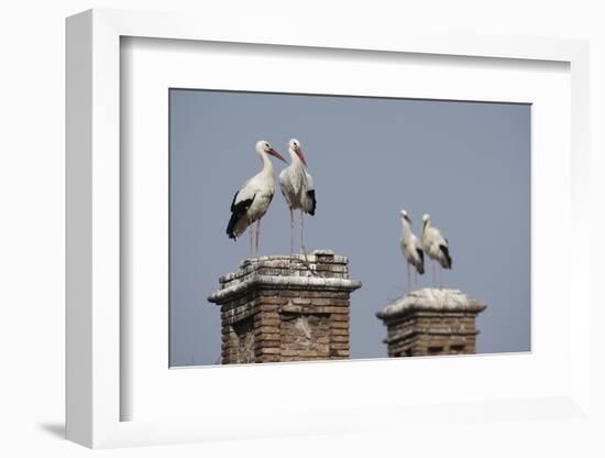 White Stork (Ciconia Ciconia) Breeding Pairs on Chimney Stacks, Spain-Jose Luis Gomez De Francisco-Framed Photographic Print