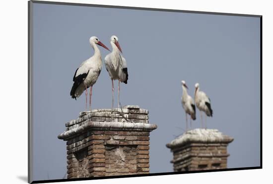 White Stork (Ciconia Ciconia) Breeding Pairs on Chimney Stacks, Spain-Jose Luis Gomez De Francisco-Mounted Photographic Print