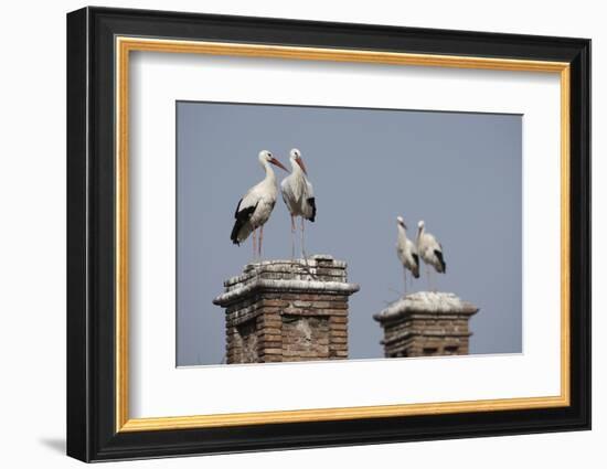 White Stork (Ciconia Ciconia) Breeding Pairs on Chimney Stacks, Spain-Jose Luis Gomez De Francisco-Framed Photographic Print