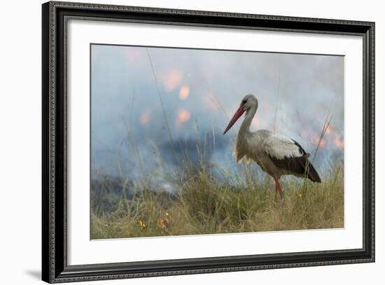 White Stork (Ciconia Ciconia) Hunting and Feeding at the Edge of a Bushfire-Denis-Huot-Framed Photographic Print