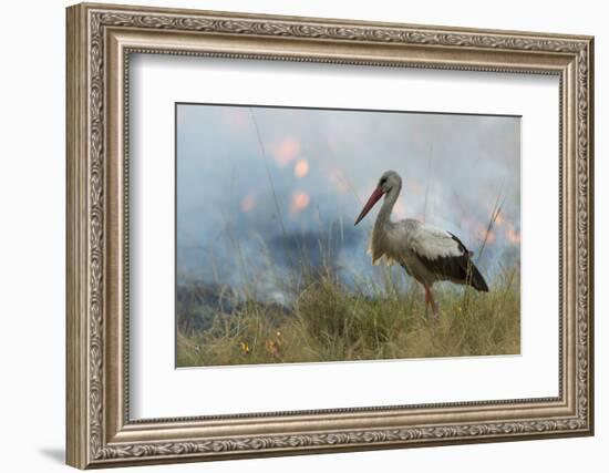 White Stork (Ciconia Ciconia) Hunting and Feeding at the Edge of a Bushfire-Denis-Huot-Framed Photographic Print