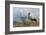 White Stork (Ciconia Ciconia) Hunting and Feeding at the Edge of a Bushfire-Denis-Huot-Framed Photographic Print