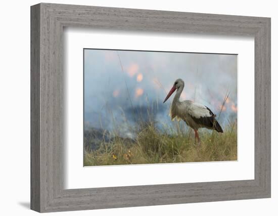 White Stork (Ciconia Ciconia) Hunting and Feeding at the Edge of a Bushfire-Denis-Huot-Framed Photographic Print