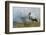 White Stork (Ciconia Ciconia) Hunting and Feeding at the Edge of a Bushfire-Denis-Huot-Framed Photographic Print