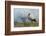 White Stork (Ciconia Ciconia) Hunting and Feeding at the Edge of a Bushfire-Denis-Huot-Framed Photographic Print