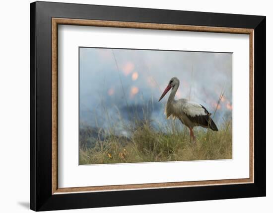 White Stork (Ciconia Ciconia) Hunting and Feeding at the Edge of a Bushfire-Denis-Huot-Framed Photographic Print