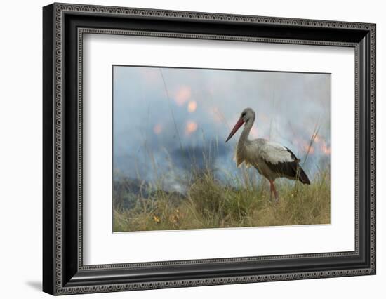 White Stork (Ciconia Ciconia) Hunting and Feeding at the Edge of a Bushfire-Denis-Huot-Framed Photographic Print