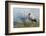 White Stork (Ciconia Ciconia) Hunting and Feeding at the Edge of a Bushfire-Denis-Huot-Framed Photographic Print