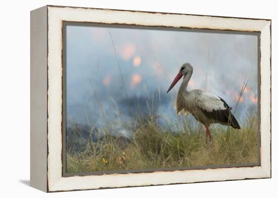 White Stork (Ciconia Ciconia) Hunting and Feeding at the Edge of a Bushfire-Denis-Huot-Framed Premier Image Canvas