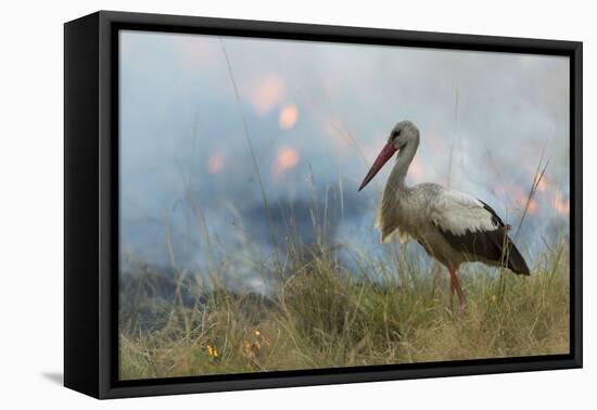 White Stork (Ciconia Ciconia) Hunting and Feeding at the Edge of a Bushfire-Denis-Huot-Framed Premier Image Canvas