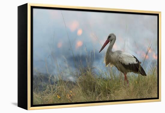 White Stork (Ciconia Ciconia) Hunting and Feeding at the Edge of a Bushfire-Denis-Huot-Framed Premier Image Canvas