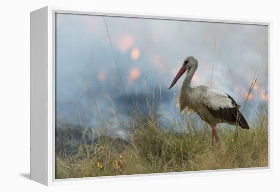 White Stork (Ciconia Ciconia) Hunting and Feeding at the Edge of a Bushfire-Denis-Huot-Framed Premier Image Canvas