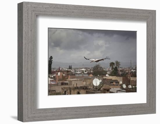 White Stork (Ciconia Ciconia) in Flight over City Buildings. Marakesh, Morocco, March-Ernie Janes-Framed Photographic Print