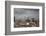 White Stork (Ciconia Ciconia) in Flight over City Buildings. Marakesh, Morocco, March-Ernie Janes-Framed Photographic Print