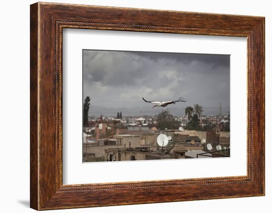 White Stork (Ciconia Ciconia) in Flight over City Buildings. Marakesh, Morocco, March-Ernie Janes-Framed Photographic Print