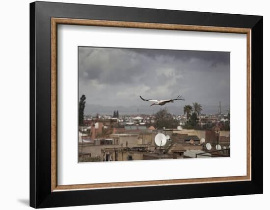 White Stork (Ciconia Ciconia) in Flight over City Buildings. Marakesh, Morocco, March-Ernie Janes-Framed Photographic Print