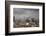 White Stork (Ciconia Ciconia) in Flight over City Buildings. Marakesh, Morocco, March-Ernie Janes-Framed Photographic Print