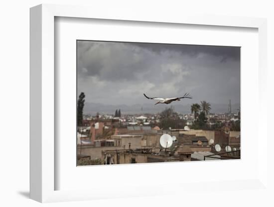 White Stork (Ciconia Ciconia) in Flight over City Buildings. Marakesh, Morocco, March-Ernie Janes-Framed Photographic Print