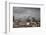 White Stork (Ciconia Ciconia) in Flight over City Buildings. Marakesh, Morocco, March-Ernie Janes-Framed Photographic Print