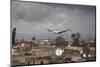 White Stork (Ciconia Ciconia) in Flight over City Buildings. Marakesh, Morocco, March-Ernie Janes-Mounted Photographic Print