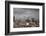 White Stork (Ciconia Ciconia) in Flight over City Buildings. Marakesh, Morocco, March-Ernie Janes-Framed Photographic Print