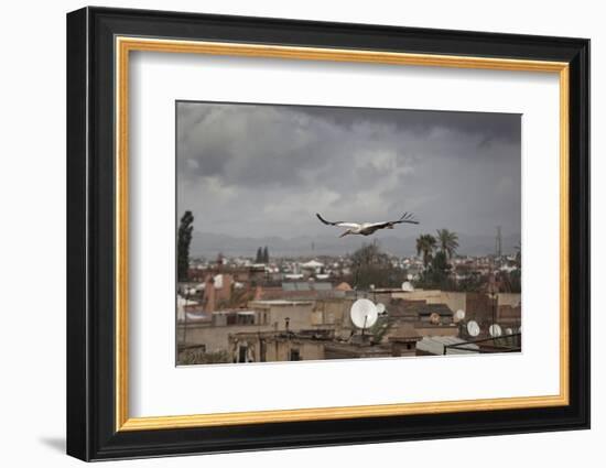 White Stork (Ciconia Ciconia) in Flight over City Buildings. Marakesh, Morocco, March-Ernie Janes-Framed Photographic Print