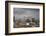 White Stork (Ciconia Ciconia) in Flight over City Buildings. Marakesh, Morocco, March-Ernie Janes-Framed Photographic Print