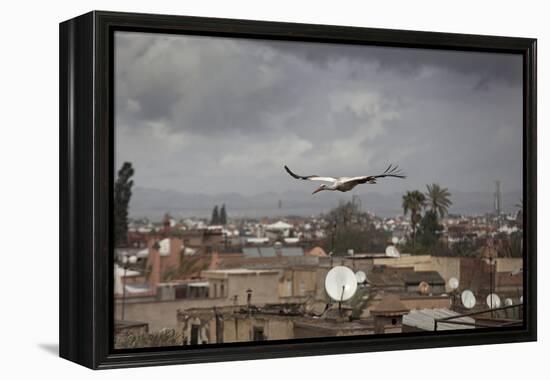 White Stork (Ciconia Ciconia) in Flight over City Buildings. Marakesh, Morocco, March-Ernie Janes-Framed Premier Image Canvas