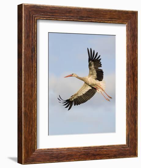 White Stork (Ciconia Ciconia) in Flight, Rusne, Nemunas Regional Park, Lithuania, June 2009-Hamblin-Framed Photographic Print