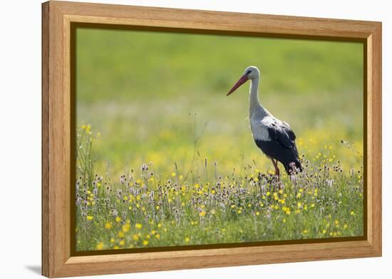 White Stork (Ciconia Ciconia) in Flower Meadow, Labanoras Regional Park, Lithuania, May 2009-Hamblin-Framed Premier Image Canvas