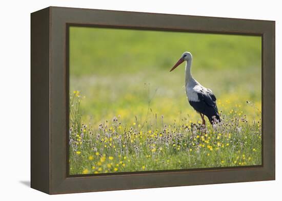 White Stork (Ciconia Ciconia) in Flower Meadow, Labanoras Regional Park, Lithuania, May 2009-Hamblin-Framed Premier Image Canvas