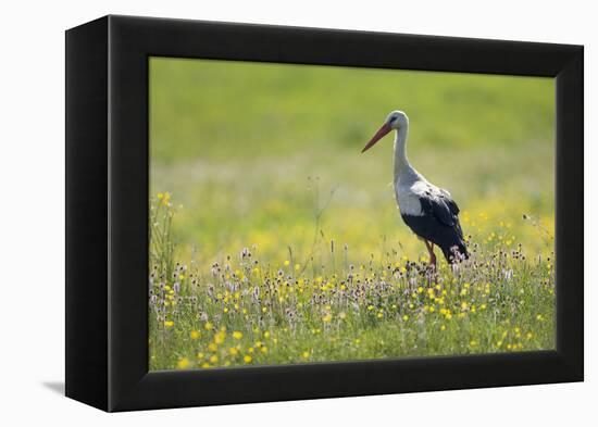 White Stork (Ciconia Ciconia) in Flower Meadow, Labanoras Regional Park, Lithuania, May 2009-Hamblin-Framed Premier Image Canvas