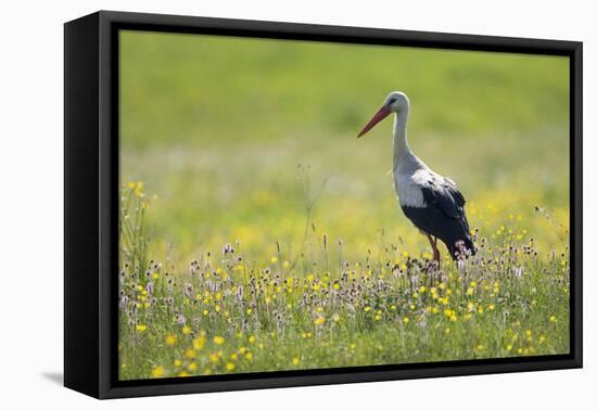 White Stork (Ciconia Ciconia) in Flower Meadow, Labanoras Regional Park, Lithuania, May 2009-Hamblin-Framed Premier Image Canvas