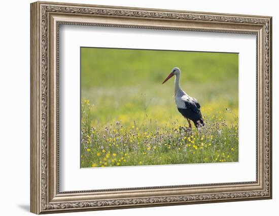 White Stork (Ciconia Ciconia) in Flower Meadow, Labanoras Regional Park, Lithuania, May 2009-Hamblin-Framed Photographic Print