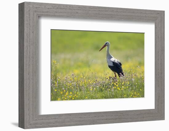 White Stork (Ciconia Ciconia) in Flower Meadow, Labanoras Regional Park, Lithuania, May 2009-Hamblin-Framed Photographic Print