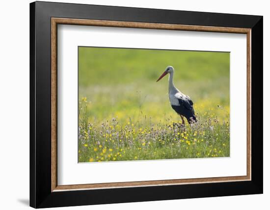 White Stork (Ciconia Ciconia) in Flower Meadow, Labanoras Regional Park, Lithuania, May 2009-Hamblin-Framed Photographic Print