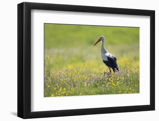 White Stork (Ciconia Ciconia) in Flower Meadow, Labanoras Regional Park, Lithuania, May 2009-Hamblin-Framed Photographic Print