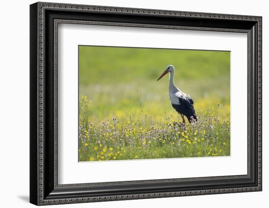 White Stork (Ciconia Ciconia) in Flower Meadow, Labanoras Regional Park, Lithuania, May 2009-Hamblin-Framed Photographic Print