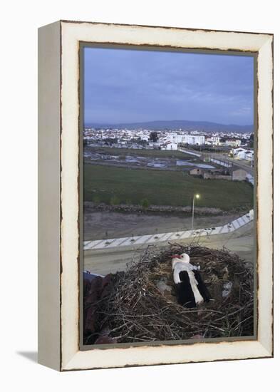 White Stork (Ciconia Ciconia) in Nest Overlooking Town-Jose B. Ruiz-Framed Premier Image Canvas